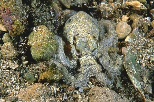 Southern Keeled Octopus -) matching body colour to the gravel / sand Edithburgh, Yorke Peninsula, South Australia TED00204