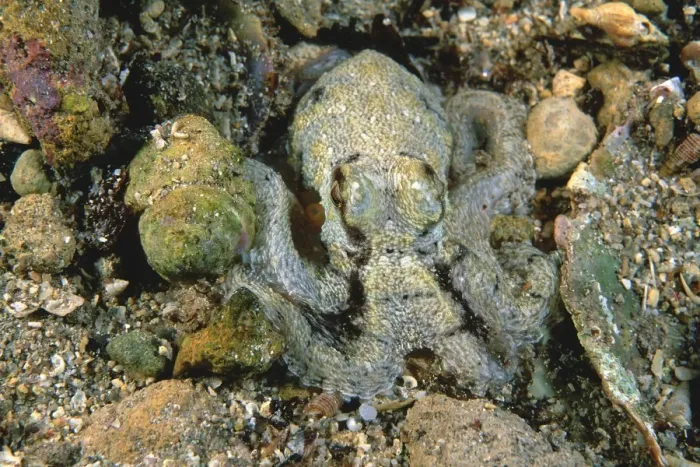 Framed Print : Southern Keeled Octopus -) matching body colour to the gravel / sand Edithburgh, Yorke Peninsula, South Australia TED00204 Framed Print : Southern Keeled Octopus -) matching body colour to the gravel / sand Edithburgh, Yorke Peninsula, South Australia TED00204