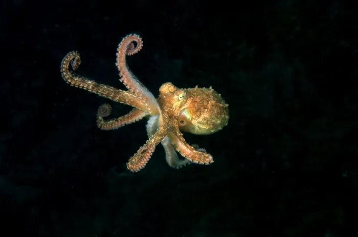 Framed Print : Southern Keeled Octopus - in midwater Edithburgh, Yorke Peninsula, South Australia TED00189