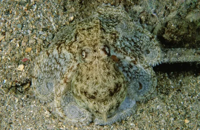 Framed Print : Southern keeled octopus - Port Turton, South Australia TED00144 Framed Print : Southern keeled octopus - Port Turton, South Australia TED00144