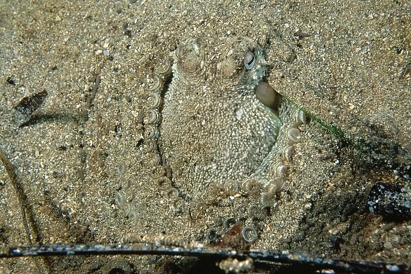 Southern Keeled Octopus - using its suckers to keep the sand from collapsing in on itself Edithburgh, Yorke Peninsula, South Australia TED00375
