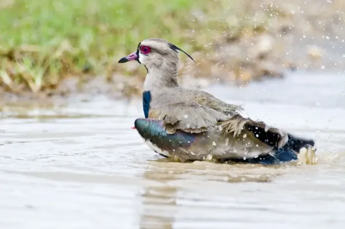 Framed Print : Southern Lapwing - bathing - Nariva Swamp - Trinidad Framed Print : Southern Lapwing - bathing - Nariva Swamp - Trinidad