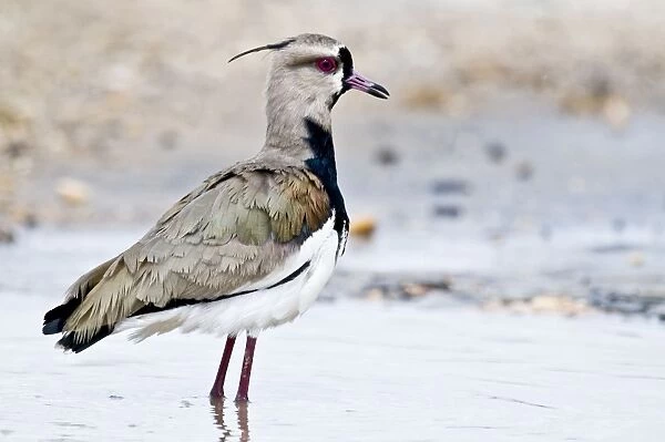 Southern Lapwing - standing in water - Nariva Swamp - Trinidad