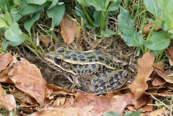 Framed Print : Southern Leopard Frog Southeastern USA Framed Print : Southern Leopard Frog Southeastern USA