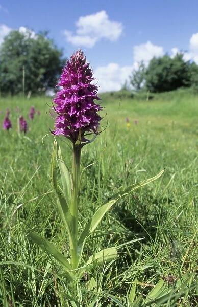 Southern Marsh Orchid, Lincolnshire UK