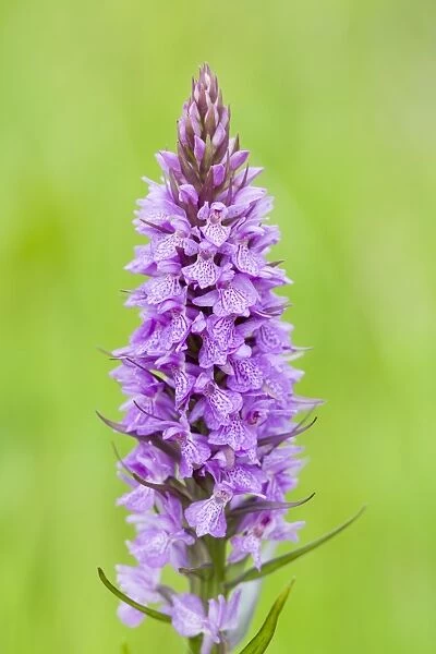 Southern Marsh Orchid in Norfolk meadow Norfolk UK