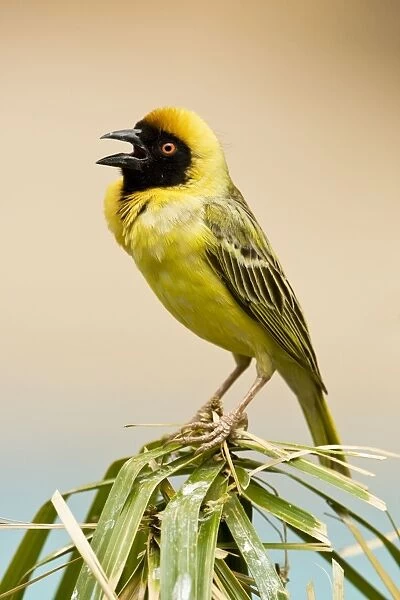 Southern Masked Weaver-Calling with chest inflated while perched- North Western Namibia- Africa