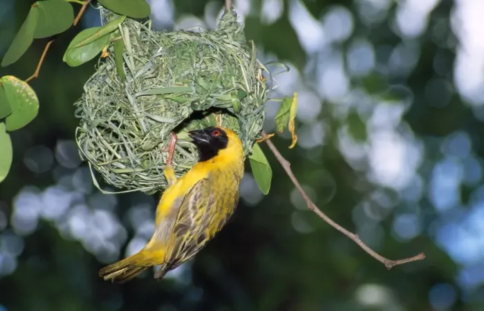 Framed Print : Southern Masked Weaver - at nest - Namibia Africa Framed Print : Southern Masked Weaver - at nest - Namibia Africa