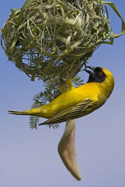 Southern Masked Weaver In the process of building a nest. Central Namibia, Africa