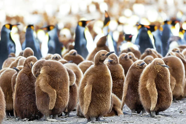 Southern Ocean, South Georgia. King penguin chicks stand together with adults in the background. Date: 18-11-2011