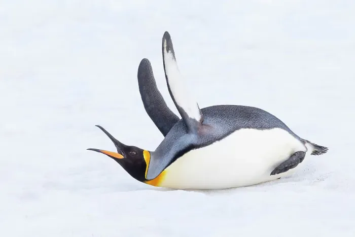 Framed Print : Southern Ocean, South Georgia. A king penguin flaps its flippers and vocalizes while lying down. Date: 13-10-2012 Framed Print : Southern Ocean, South Georgia. A king penguin flaps its flippers and vocalizes while lying down. Date: 13-10-2012