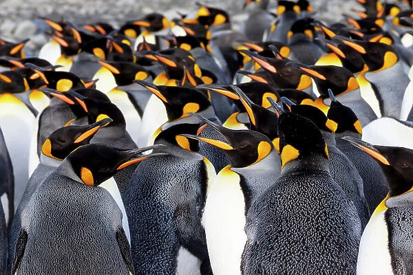 Southern Ocean, South Georgia. Picture of a group of king penguins. Date: 13-10-2012