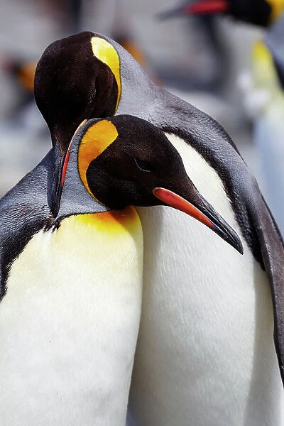 Southern Ocean, South Georgia. Portrait of two adults exhibiting courting behavior. Date: 18-11-2011