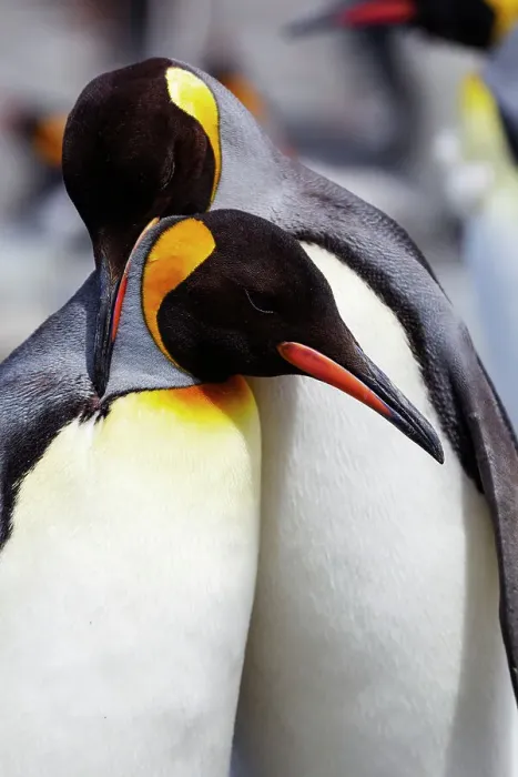 Framed Print : Southern Ocean, South Georgia. Portrait of two adults exhibiting courting behavior. Date: 18-11-2011 Framed Print : Southern Ocean, South Georgia. Portrait of two adults exhibiting courting behavior. Date: 18-11-2011
