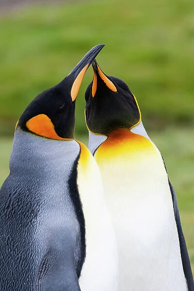 Southern Ocean, South Georgia. Portrait of two courting king penguins. Date: 17-01-2008