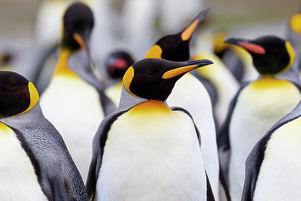 Southern Ocean, South Georgia. Portrait of a king penguin among other adults. Date: 18-11-2011