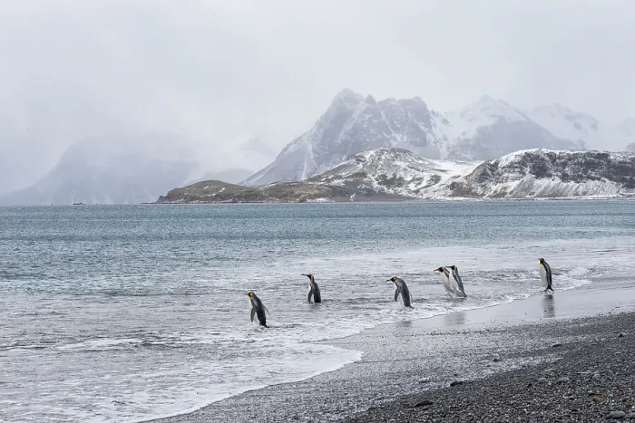 Framed Print : Southern Ocean, South Georgia, Salisbury Plain. After a snowfall, the beach at Salisbury Plain with its penguin inhabitants appears clean Date: 10-10-2012 Framed Print : Southern Ocean, South Georgia, Salisbury Plain. After a snowfall, the beach at Salisbury Plain with its penguin inhabitants appears clean Date: 10-10-2012