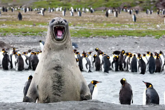 Framed Print : Southern Ocean, South Georgia, southern elephant seal. An elephant seal bull bellows. Date: 18-01-2008