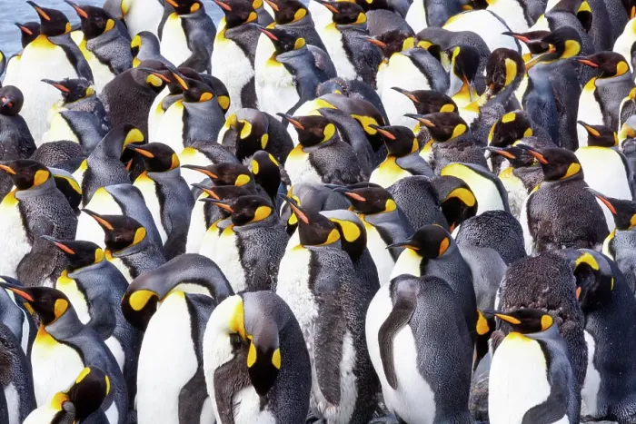 Framed Print : Southern Ocean, South Georgia. View of a group of molting adults. Date: 18-11-2011