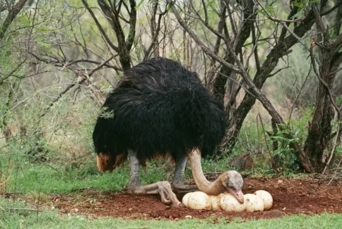 Framed Print : Southern Ostrich CH 5982 Cock at nest, South Africa. Struthio camelus © Clem Haagner / ardea. com Framed Print : Southern Ostrich CH 5982 Cock at nest, South Africa. Struthio camelus © Clem Haagner / ardea. com