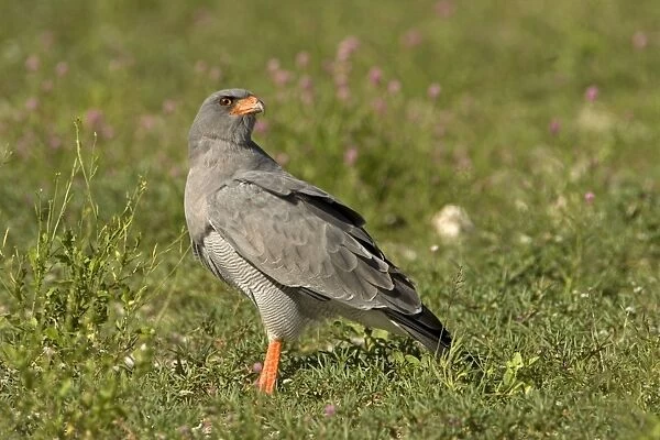 Southern Pale Chanting Goshawk - Searching for prey on the ground. Etosha, Northern Namibia, Africa