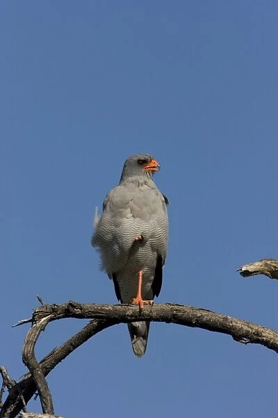 Southern Pale Chanting Goshawk - Sitting on a perch surveying surrounding area. Etosha, Namibia, Africa
