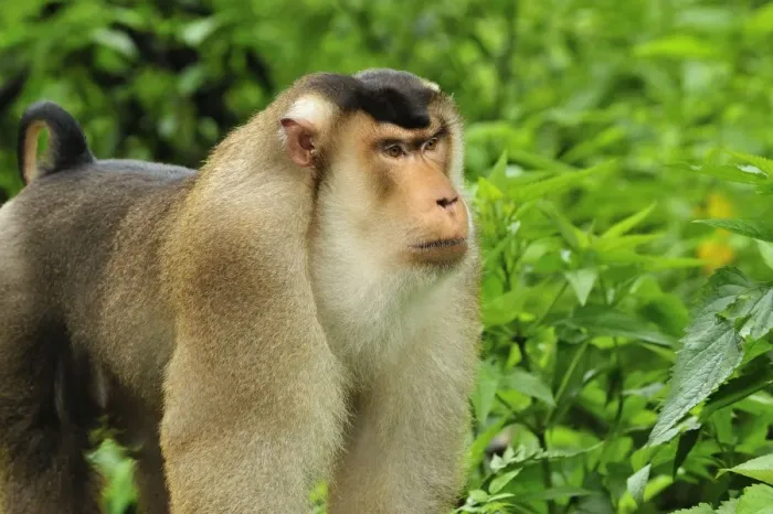 Framed Print : Southern Pig-tailed Macaque - Gunung Leuser National Park - Northern Sumatra - Indonesia