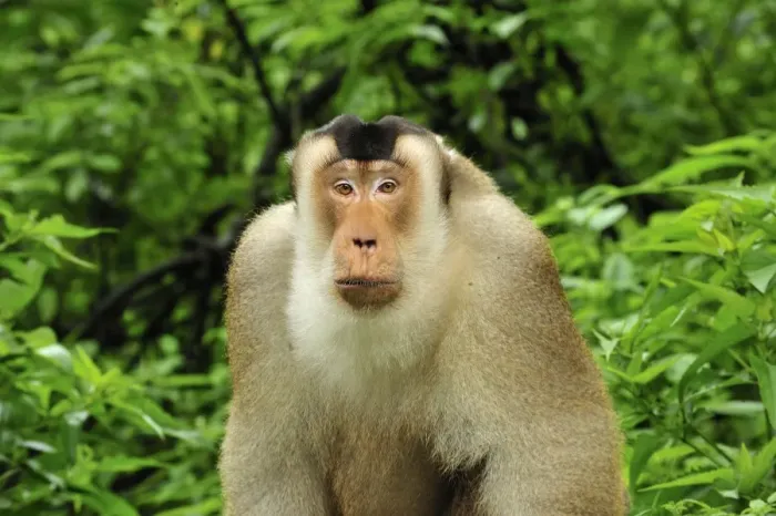 Framed Print : Southern Pig-tailed Macaque - Gunung Leuser National Park - Northern Sumatra - Indonesia Framed Print : Southern Pig-tailed Macaque - Gunung Leuser National Park - Northern Sumatra - Indonesia
