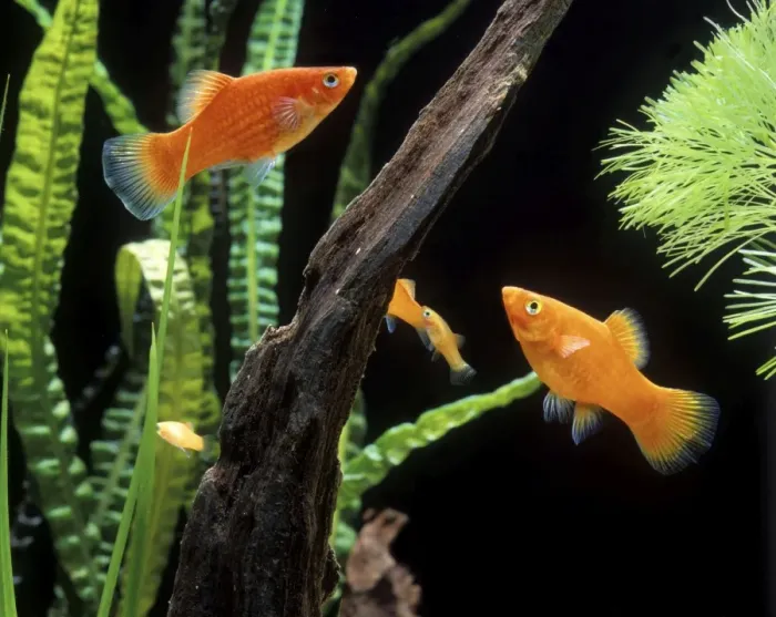 Framed Print : Southern Platy Aquarium Framed Print : Southern Platy Aquarium