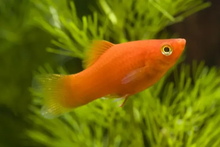 Framed Print : Southern Platyfish  /  Common Platy  /  Moonfish  /  Mickey Mouse Platy