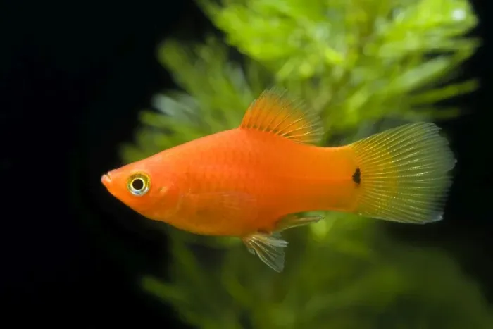 Framed Print : Southern Platyfish / Common Platy / Moonfish / Mickey Mouse Platy Framed Print : Southern Platyfish / Common Platy / Moonfish / Mickey Mouse Platy