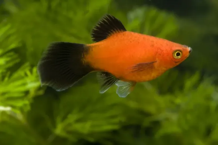 Framed Print : Southern Platyfish / Common Platy / Moonfish / Mickey Mouse Platy Framed Print : Southern Platyfish / Common Platy / Moonfish / Mickey Mouse Platy