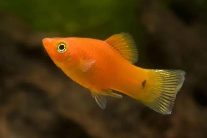 Framed Print : Southern Platyfish / Common Platy / Moonfish / Mickey Mouse Platy Framed Print : Southern Platyfish / Common Platy / Moonfish / Mickey Mouse Platy