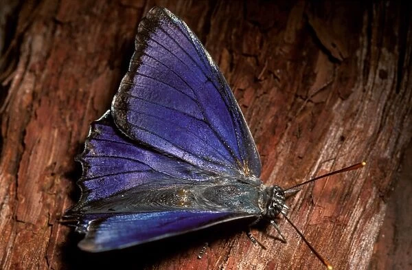Southern purple azure butterfly - male that was guarded as a larva by Camponotus ants in exchange for sweet secretions