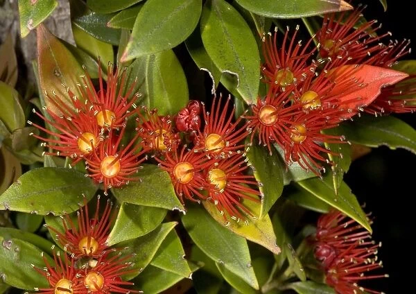 Southern Rata in flower. Stewart Island, New Zealand. Endemic. Myrtaceae