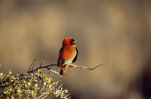 Southern Red Bishop - male Karoo National Park, South Africa