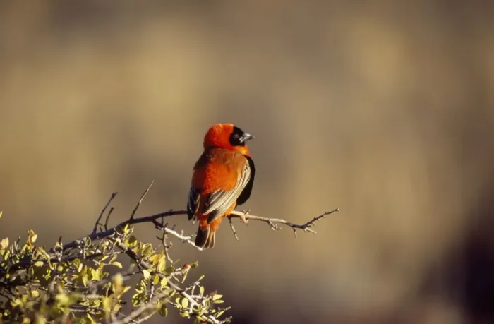 Framed Print : Southern Red Bishop - male Karoo National Park, South Africa Framed Print : Southern Red Bishop - male Karoo National Park, South Africa