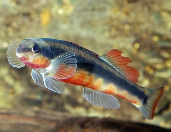 Southern Redbelly Dace - Freshwaters North America: Great Lakes, Mississippi River basins south to Tennessee River
