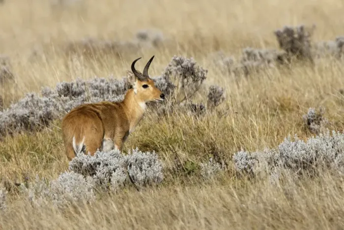 Framed Print : Southern Reedbuck Bale Mountains - Ethiopia Framed Print : Southern Reedbuck Bale Mountains - Ethiopia
