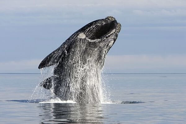 Southern Right Whale - adult, breaching. Off Puerto Piramide, Valdes Peninsula, Chubut Province, Patagonia, Argentina