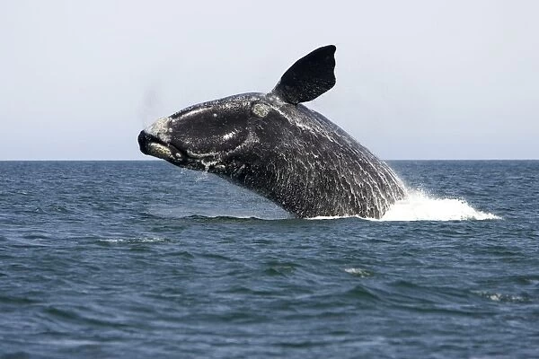 Southern Right Whale - Adult, breaching Valdes Peninsula, Province Chubut, Patagonia, Argentina