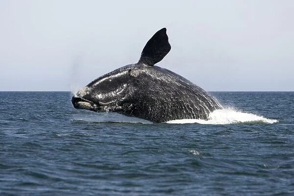Southern Right Whale - Adult, breaching Valdes Peninsula, Province Chubut, Patagonia, Argentina Sequence 1 of 3