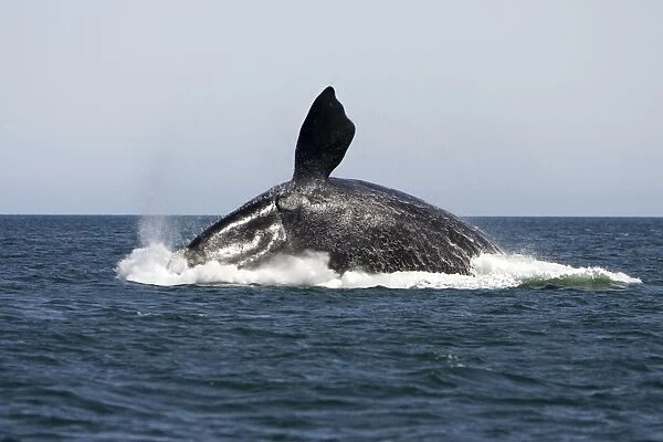 Southern Right Whale - Adult, breaching Valdes Peninsula, Province Chubut, Patagonia, Argentina Sequence 2 of 3