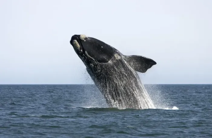 Framed Print : Southern Right Whale - Adult, breaching Valdes Peninsula, Province Chubut, Patagonia, Argentina Framed Print : Southern Right Whale - Adult, breaching Valdes Peninsula, Province Chubut, Patagonia, Argentina