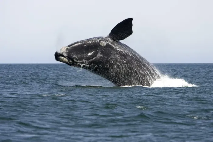 Framed Print : Southern Right Whale - Adult, breaching Valdes Peninsula, Province Chubut, Patagonia, Argentina Framed Print : Southern Right Whale - Adult, breaching Valdes Peninsula, Province Chubut, Patagonia, Argentina
