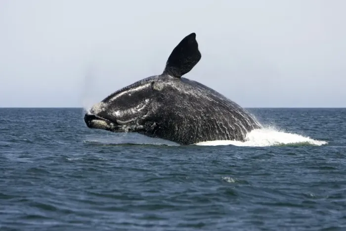 Framed Print : Southern Right Whale - Adult, breaching Valdes Peninsula, Province Chubut, Patagonia, Argentina Sequence 1 of 3 Framed Print : Southern Right Whale - Adult, breaching Valdes Peninsula, Province Chubut, Patagonia, Argentina Sequence 1 of 3