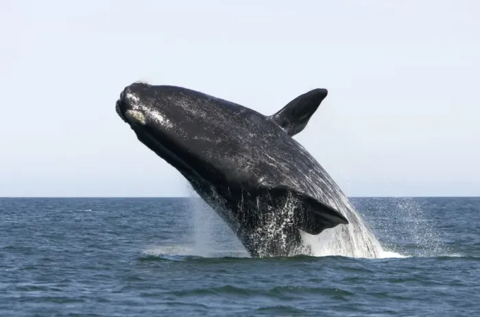 Framed Print : Southern Right Whale - Adult, breaching Valdes Peninsula, Province Chubut, Patagonia, Argentina Framed Print : Southern Right Whale - Adult, breaching Valdes Peninsula, Province Chubut, Patagonia, Argentina