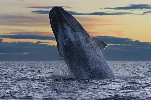 Southern Right Whale - adult whale breaches, after sunset. in the Golfo Nuevo, off Puerto Piramide. Valdes Peninsula, Chubut Province, Patagonia, Argentina