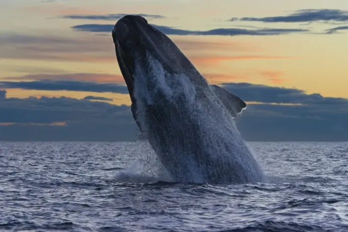 Framed Print : Southern Right Whale - adult whale breaches, after sunset. in the Golfo Nuevo, off Puerto Piramide. Valdes Peninsula, Chubut Province, Patagonia, Argentina Framed Print : Southern Right Whale - adult whale breaches, after sunset. in the Golfo Nuevo, off Puerto Piramide. Valdes Peninsula, Chubut Province, Patagonia, Argentina