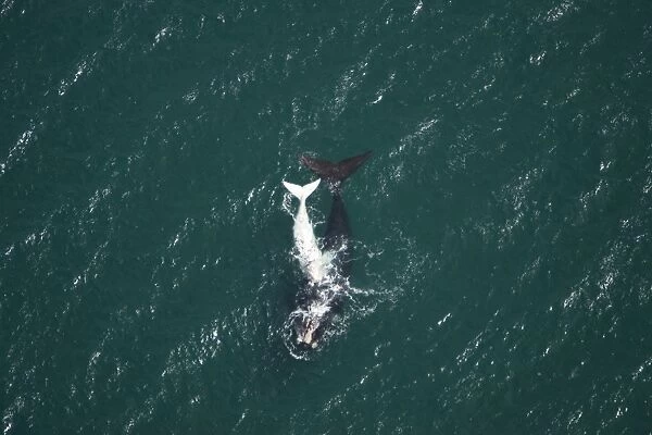 Southern Right Whale - aerial view of a female with her white calf. Golfo Nuevo, Valdes Peninsula, Province Chubut, Patagonia, Argentina